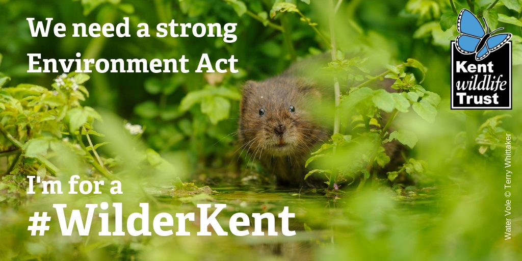 Stand up for a Wilder Kent | Kent Wildlife Trust